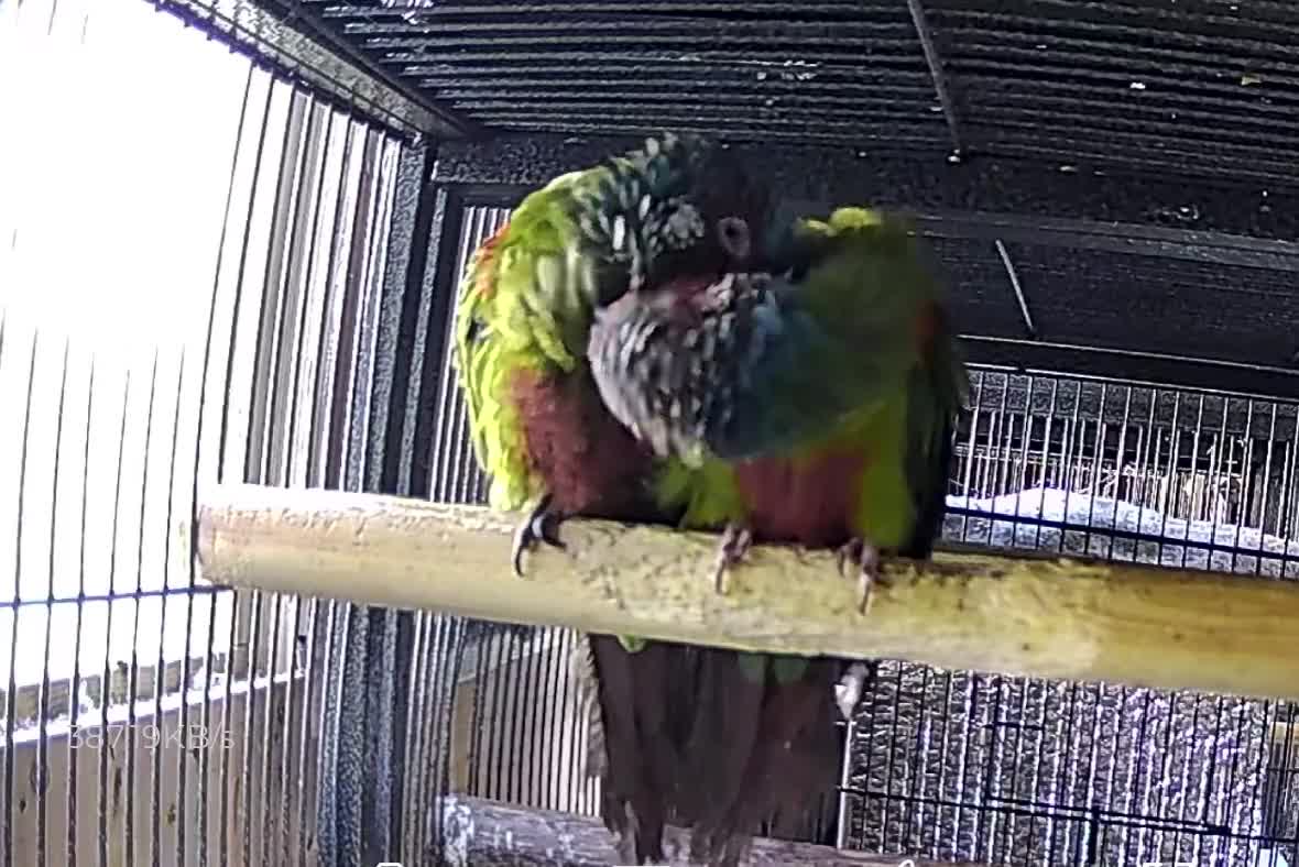 Conures birds for sale: Proven Breeding Pair of Conures - Video 1