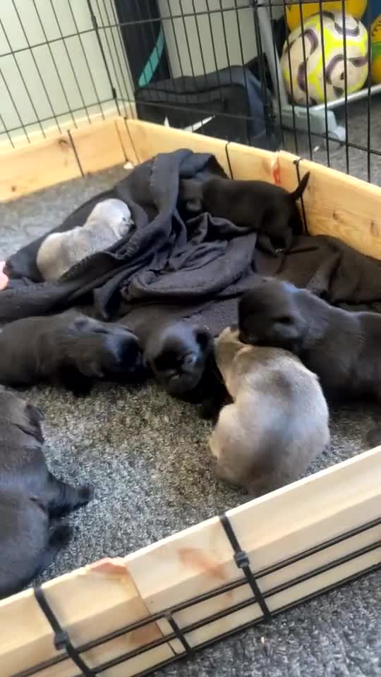 Pug dogs for sale: 7 Pug puppies  - Video 1