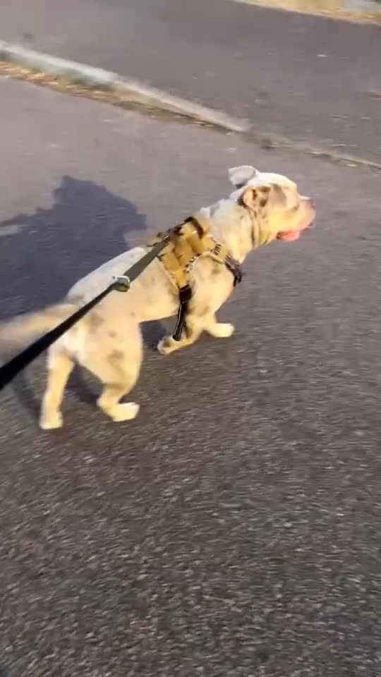 American Bully dogs for stud: ****BEAUTIFUL STUD**** - Video 1