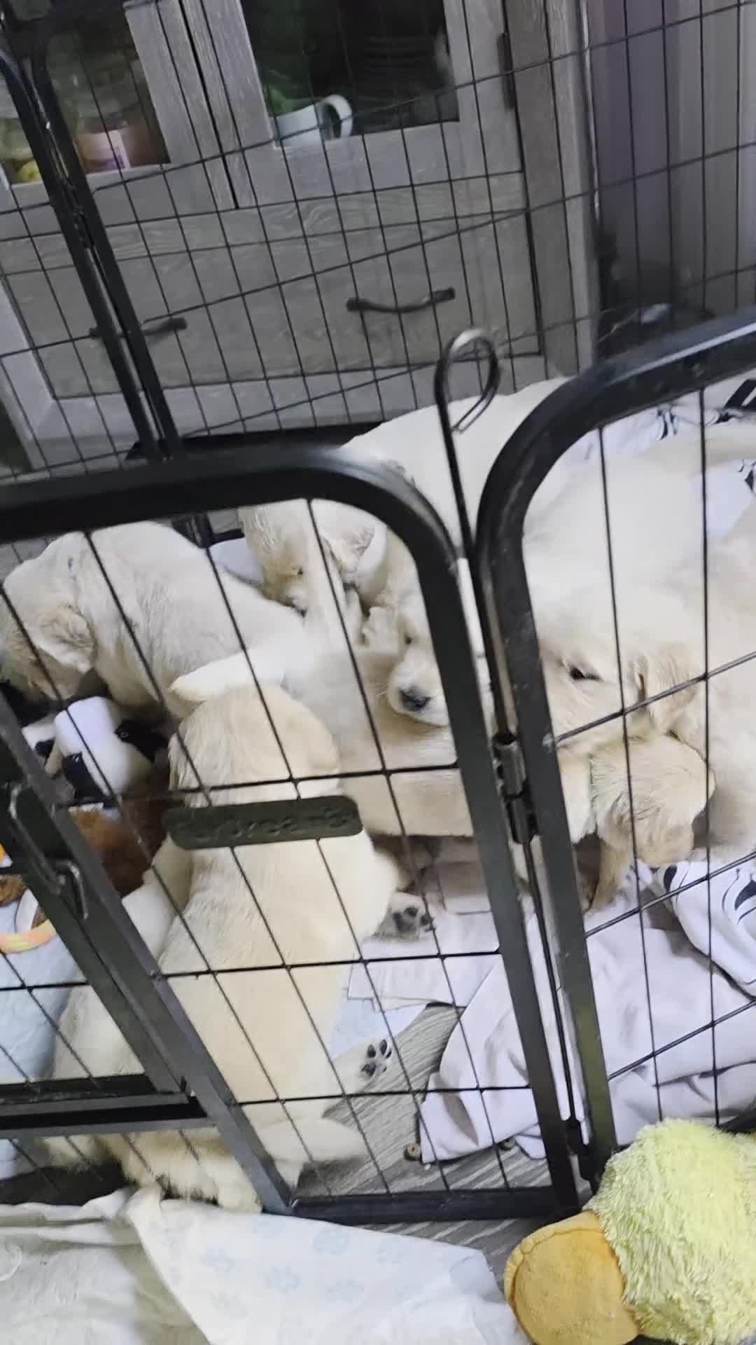 Golden Retriever dogs for sale: 8 Beautiful Fluffy Golden Retrievers in Telford - Video 2