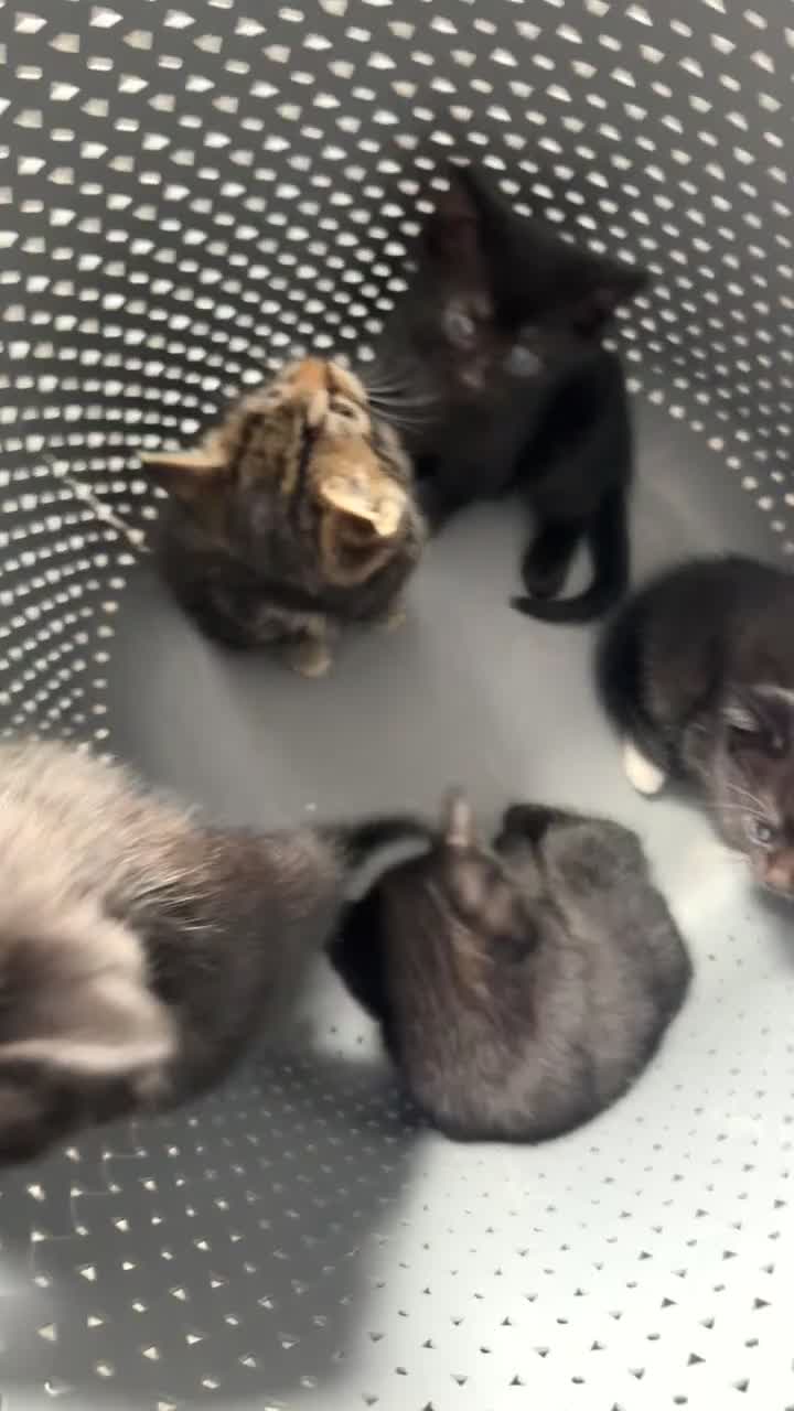 American Shorthair cats for sale: kittens - Video 1