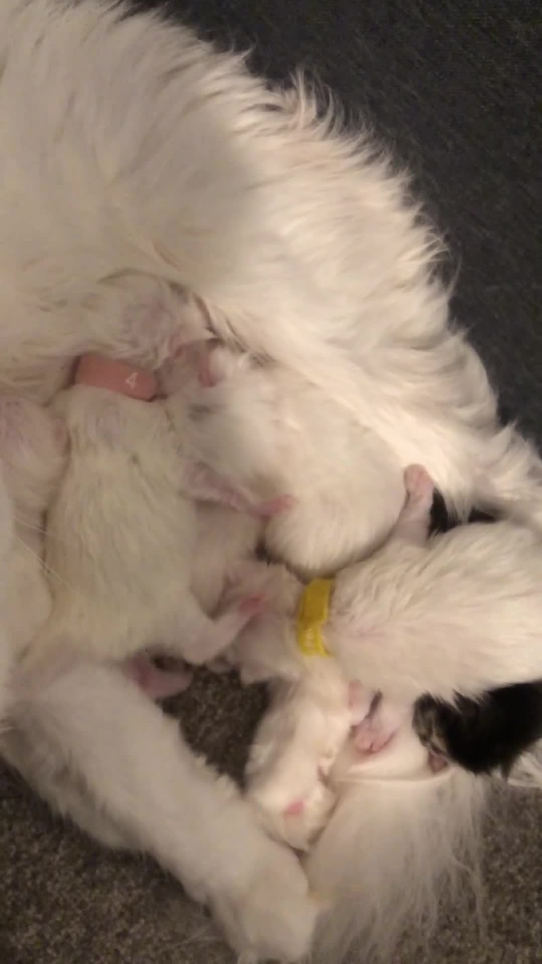 Maine Coon cats for sale: White Maine Coon GCCF - Video 1
