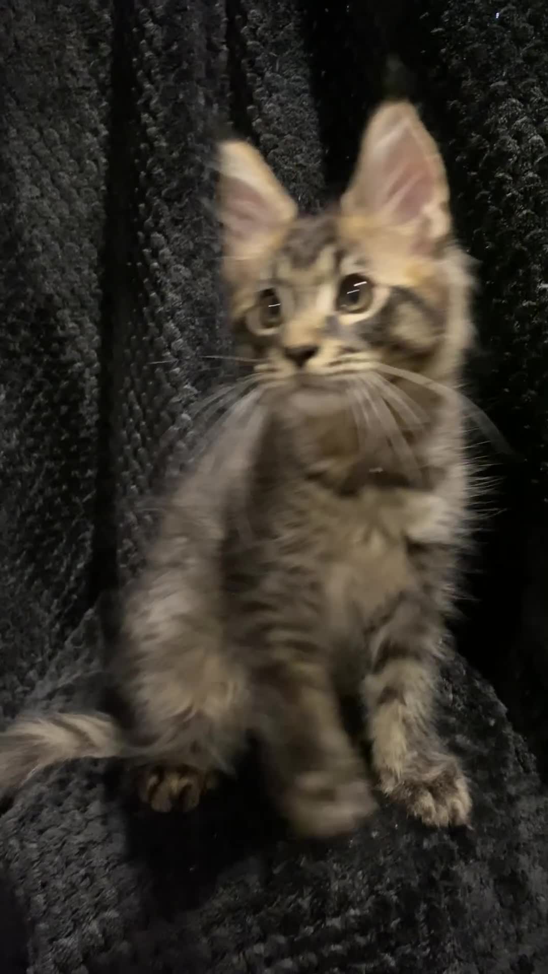 Maine Coon cats for sale: Monarch Maine coon cats - Video 3