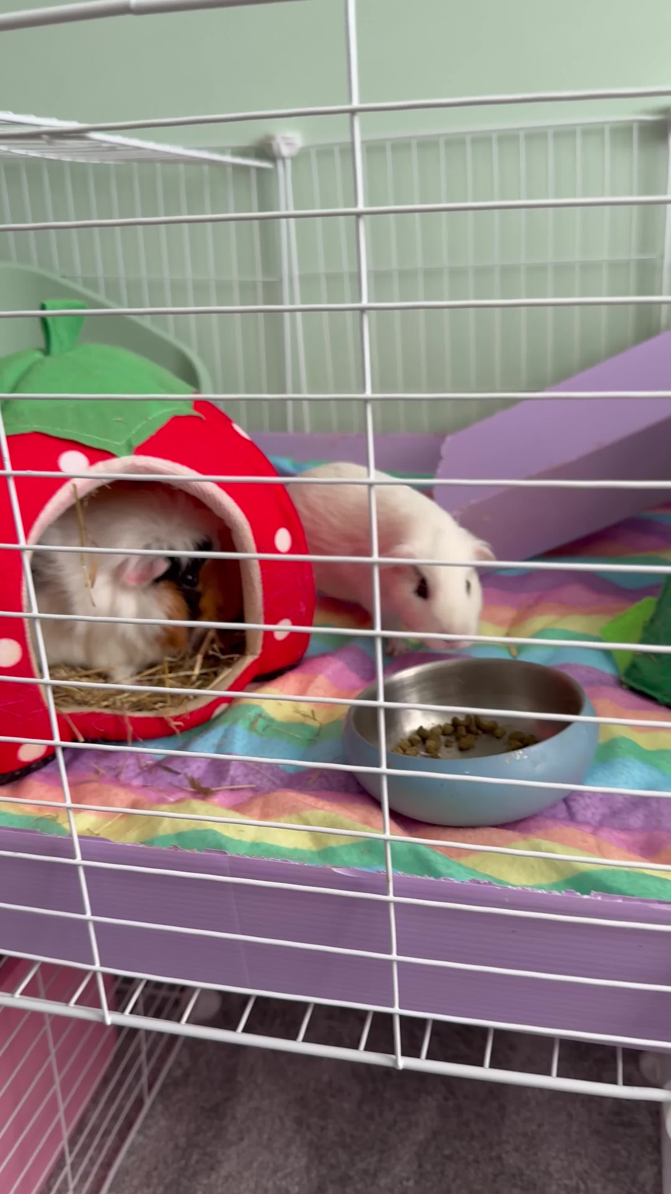 Guinea Pig rodents for sale: 2 female guinea pigs and kavee cage - Video 1
