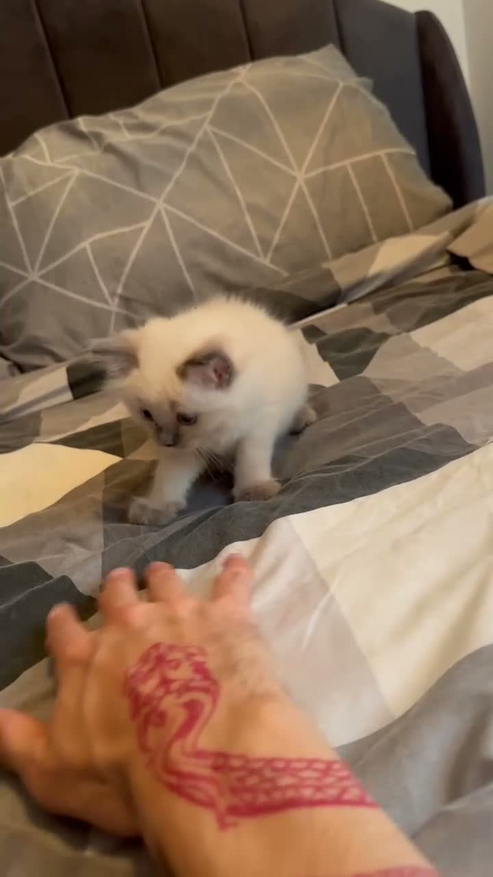 Ragdoll cats for sale: Blue point ragdoll - Video 1