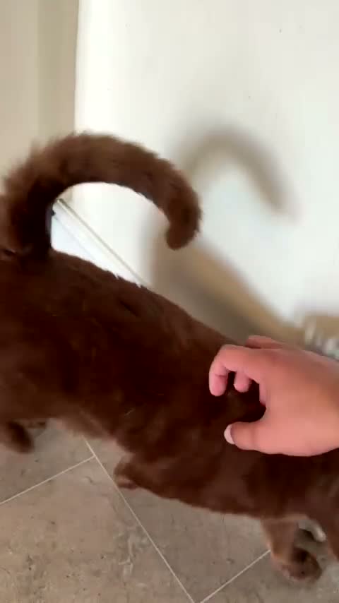 British Shorthair cats for sale: British Shorthair cat - Yogi, needs new home - Video 4