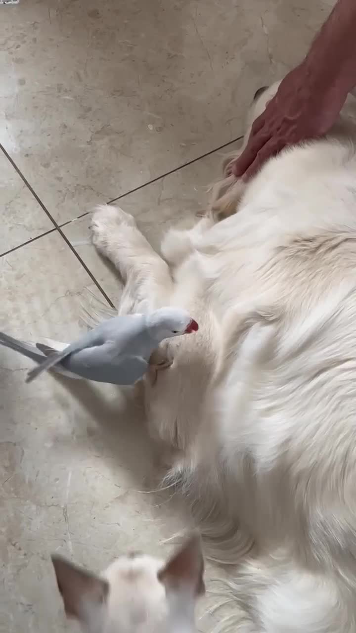 Ringnecks birds for sale: INDIAN RINGNECK PARROT + CAGE - Video 1