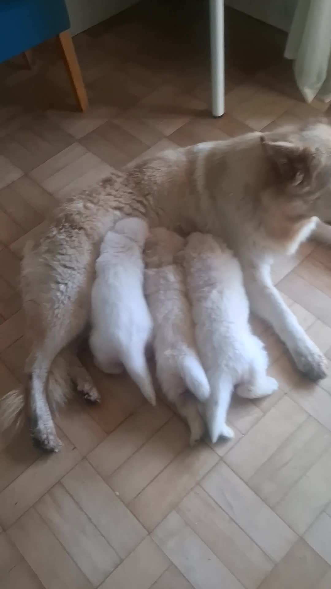 German Shepherd dogs for sale: White German Shepherd - Video 2