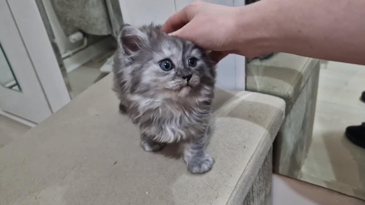 Maine Coon cats for sale: 4 mainecoon kittens looking for home in Bury - Video 1