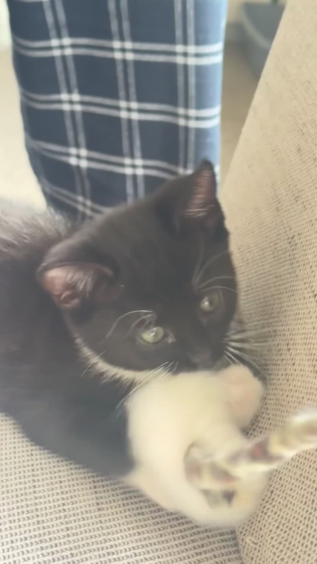 Mixed Breed cats for sale: kitten - Video 2