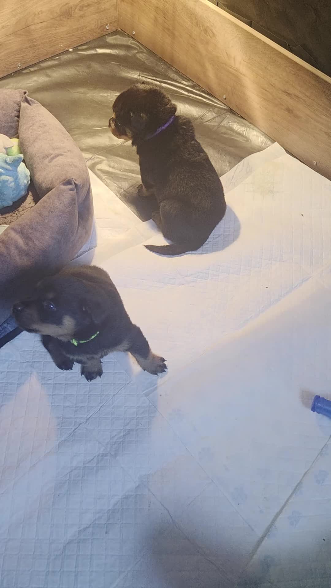 Rottweiler dogs for sale: Beautiful  rottweiler puppies  - Video 1