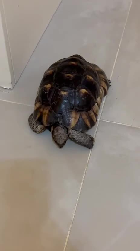 Tortoise reptiles for sale: Spur thighed tortoise  - Video 4