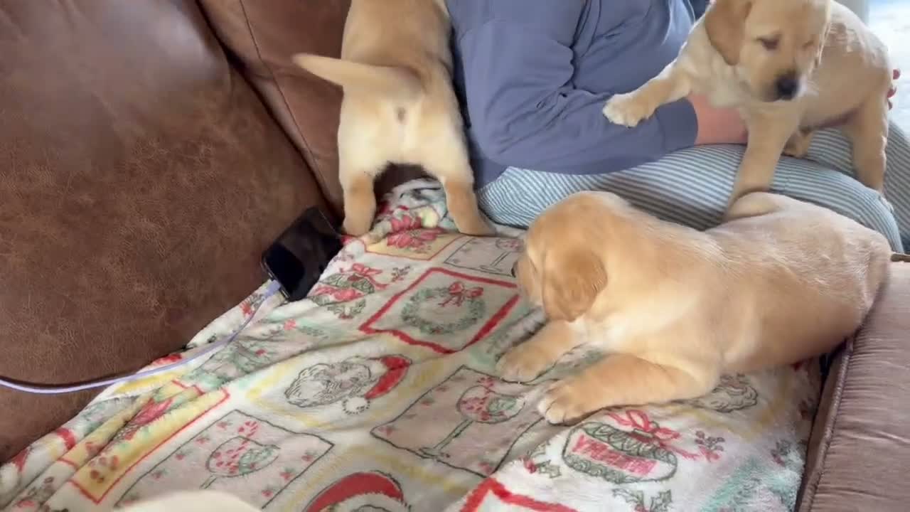 Goldador dogs for sale: F1 Goldador puppies - Video 3