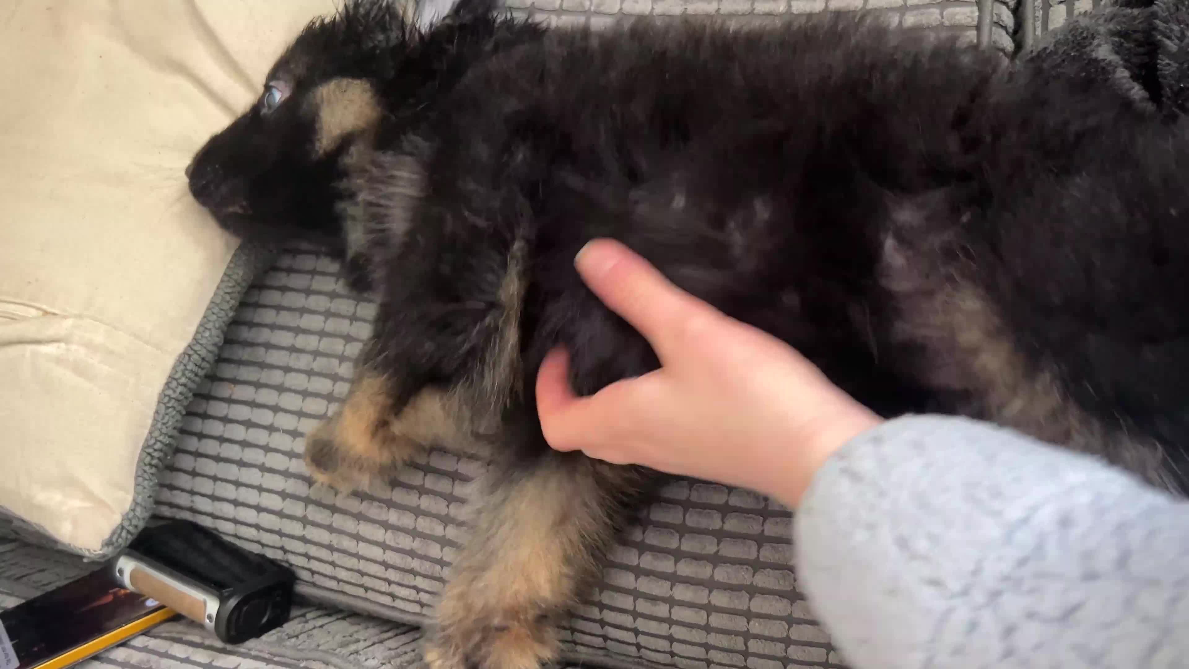 German Shepherd dogs for sale: Female German shepherd  - Video 1