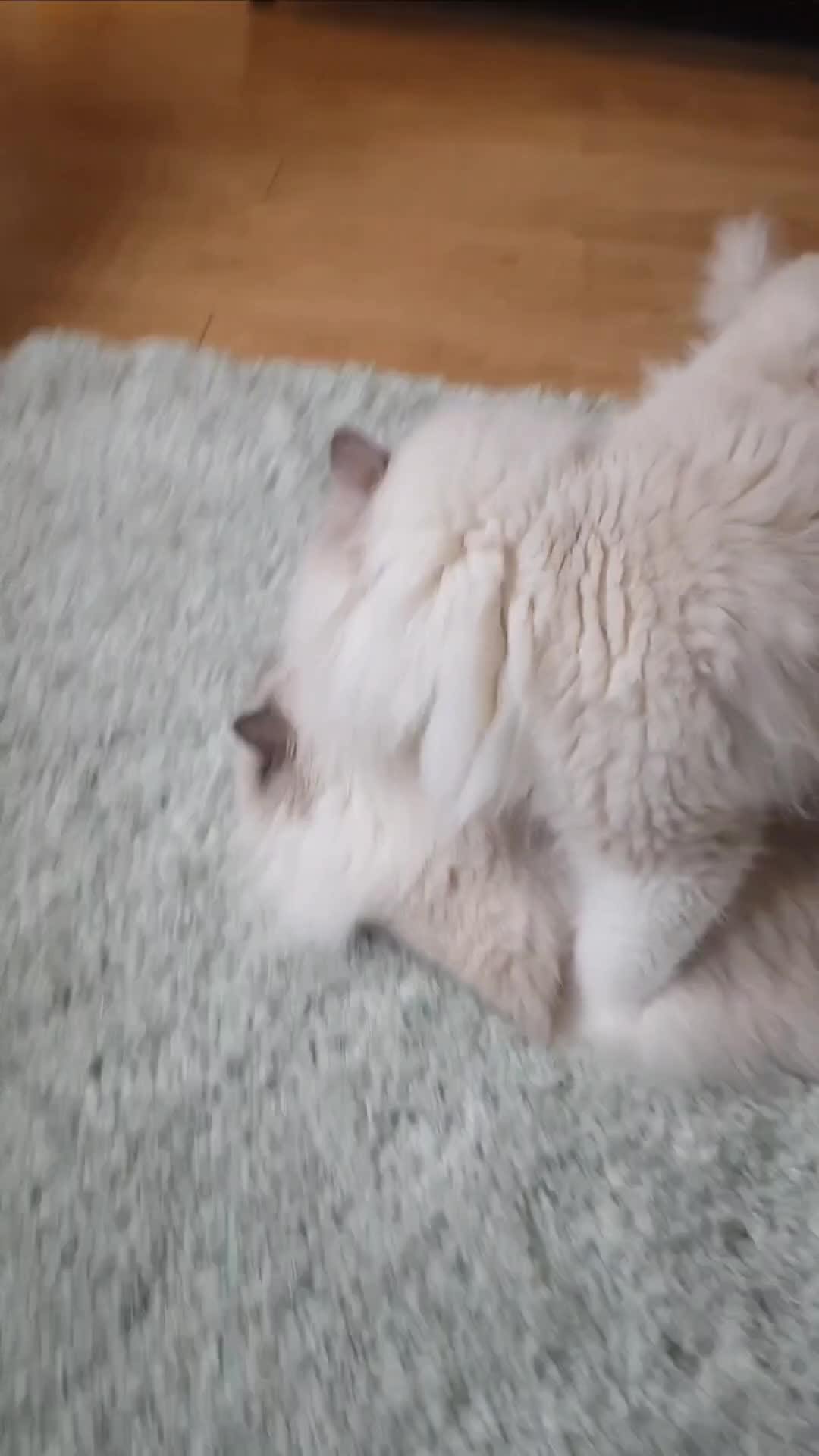 Ragdoll cats for stud: GCCF/TICA register, EU Ragdoll CHAMPIONSHIP STATUS in London - Video 1