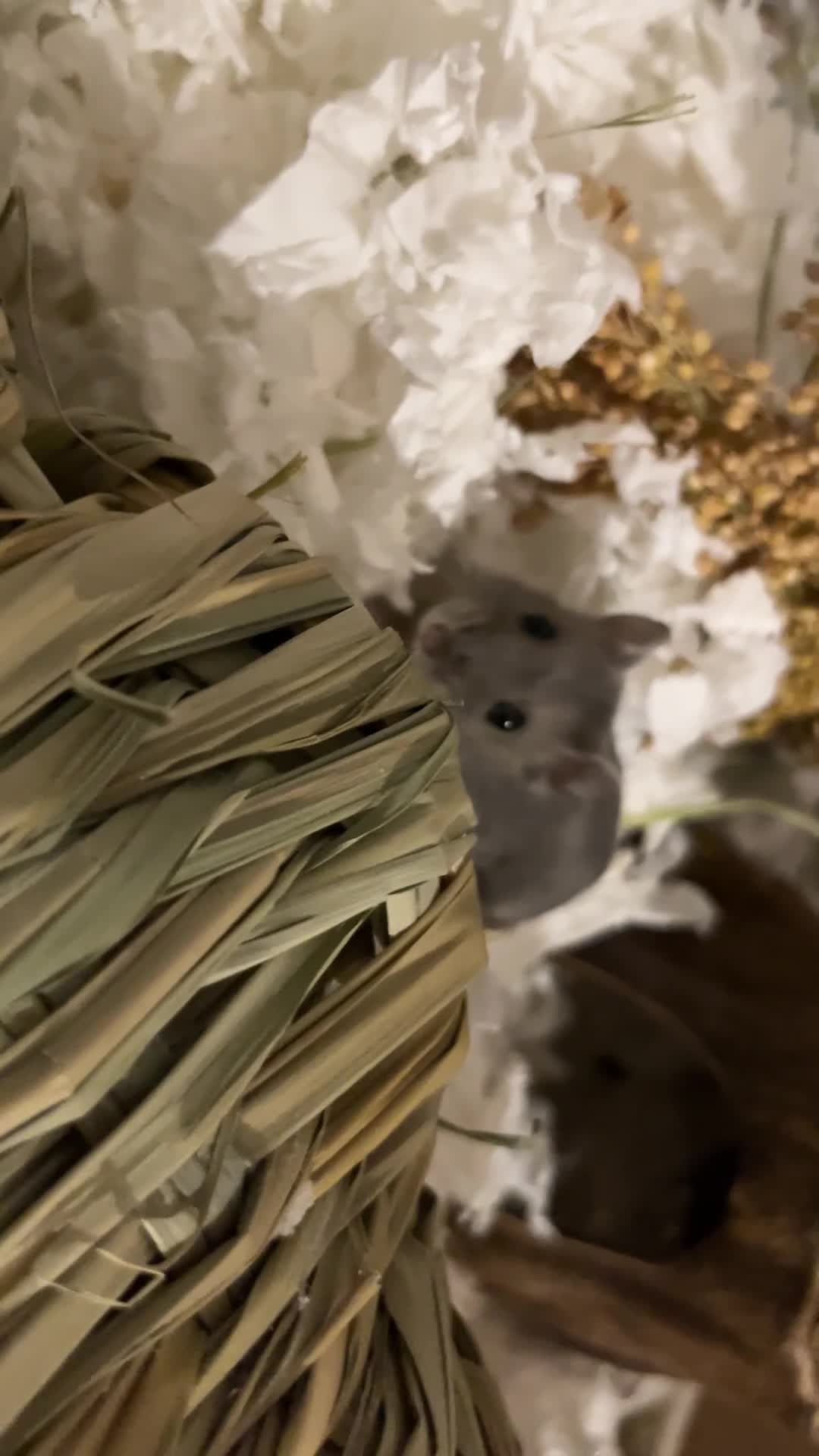 Hamster rodents for sale: Russian Dwarf Hamster Male 12 weeks - Video 2