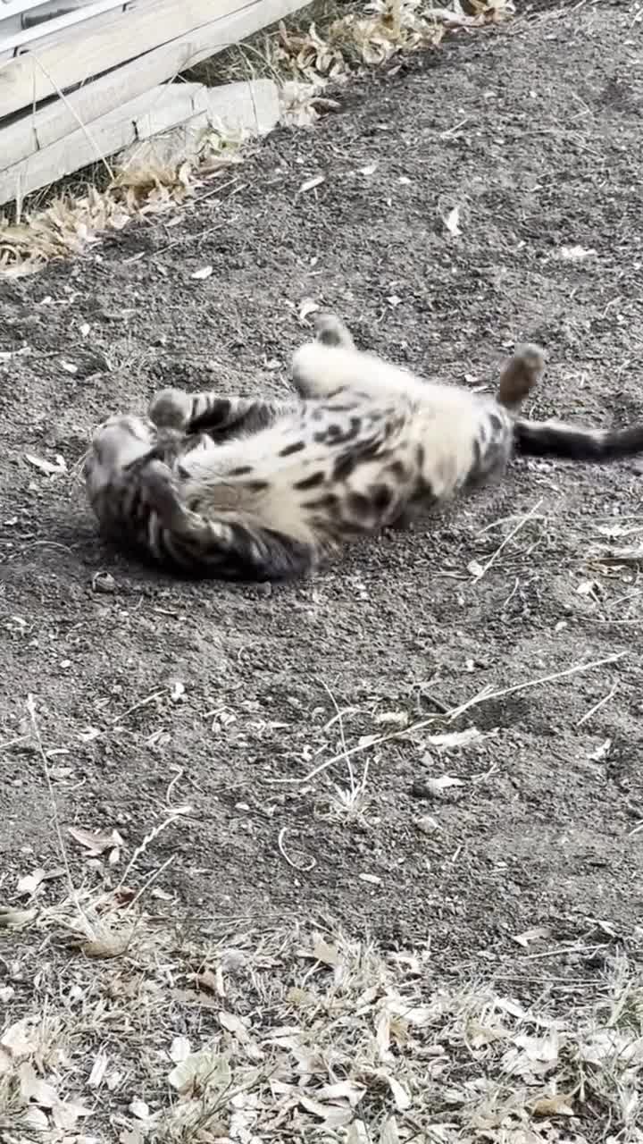 Bengal cats for sale: Beautiful Purebred Bengal Cat for sale - Video 2