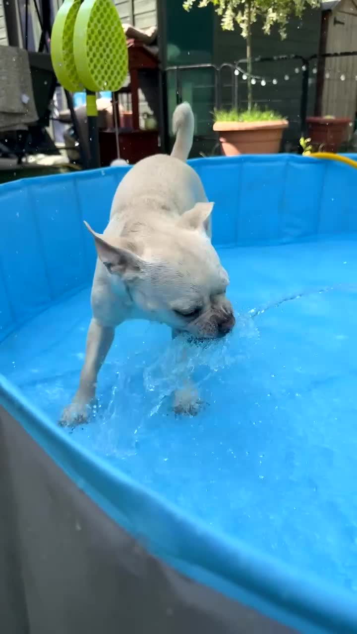 Mixed Breed dogs for sale: Female French cross looking for forever home - Video 3