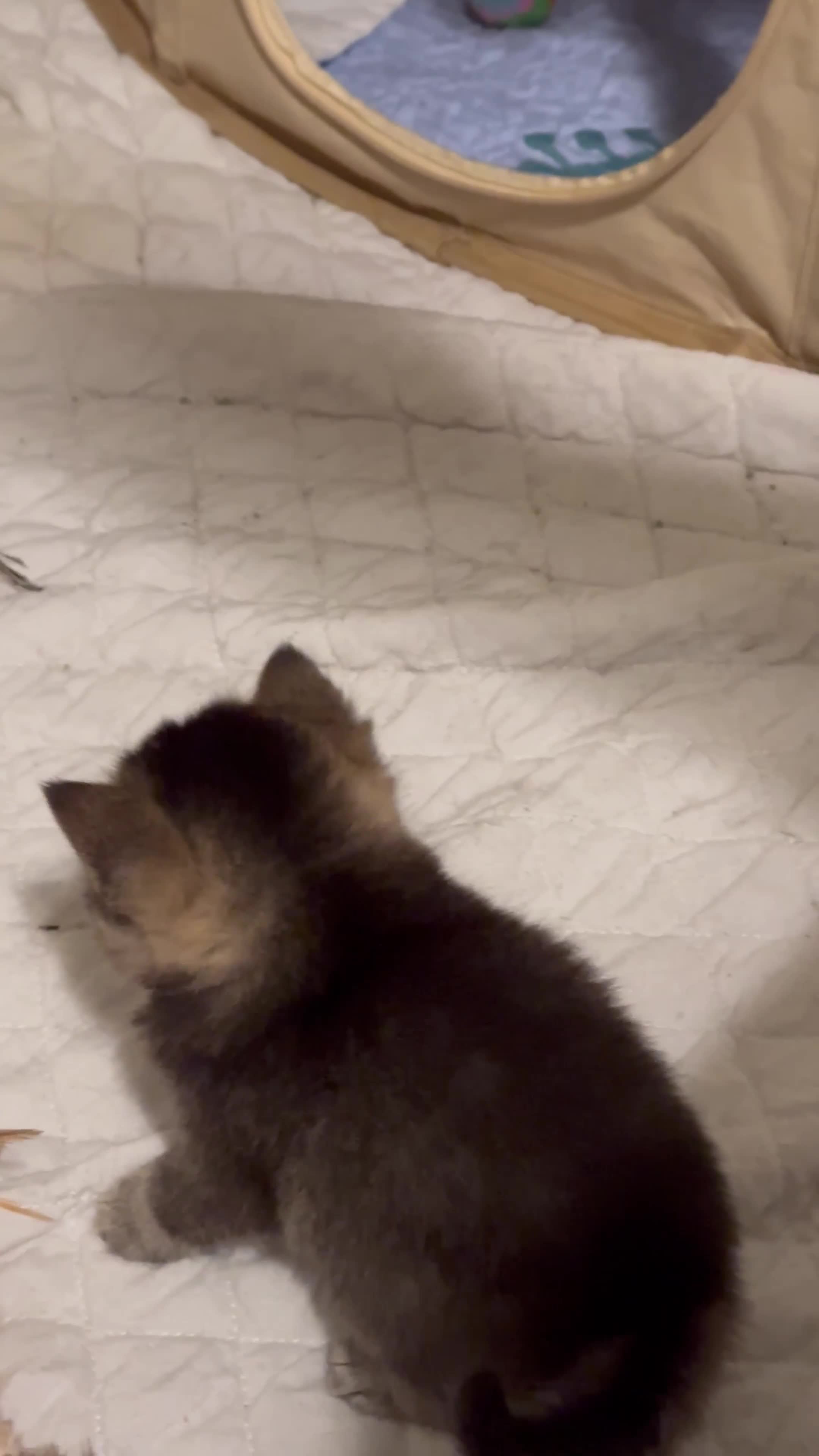 British Shorthair cats for sale: Pure breed from registered parents BLH / BSH - Video 3