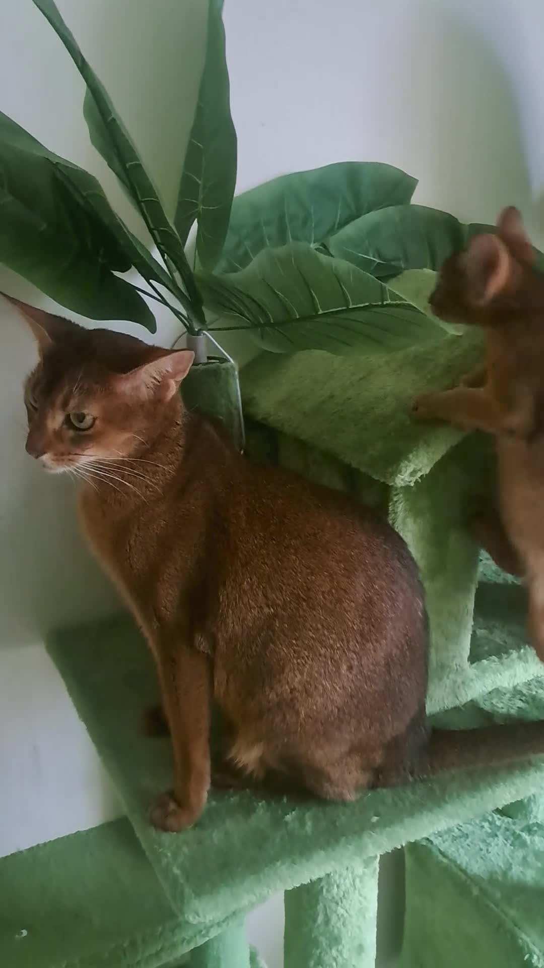 Abyssinian cats for sale: 5⭐️ TICA Pedigree Abyssinian Kittens - Video 3