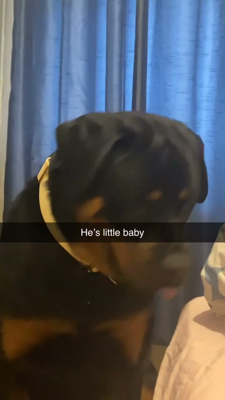 Rottweiler dogs for stud: Simba  - Video 3