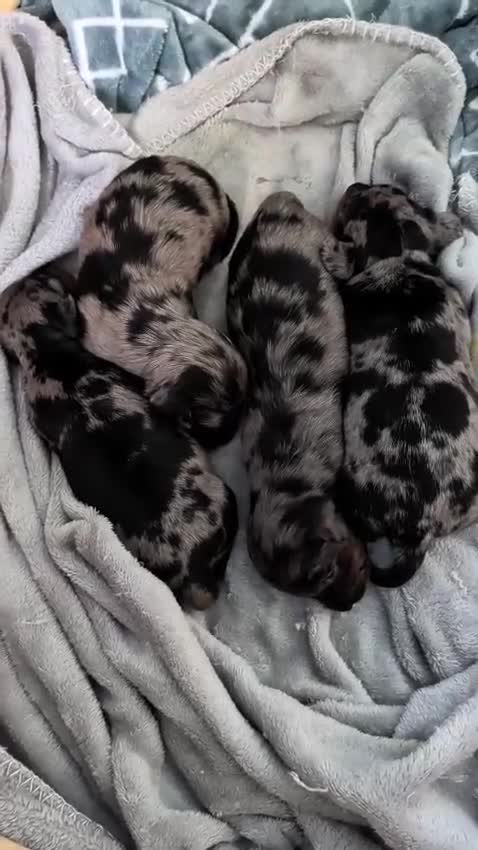 Miniature Dachshund dogs for sale: 3 Silver Dapple Mini Dachshund Pups for sale in Dunfermline - Video 1