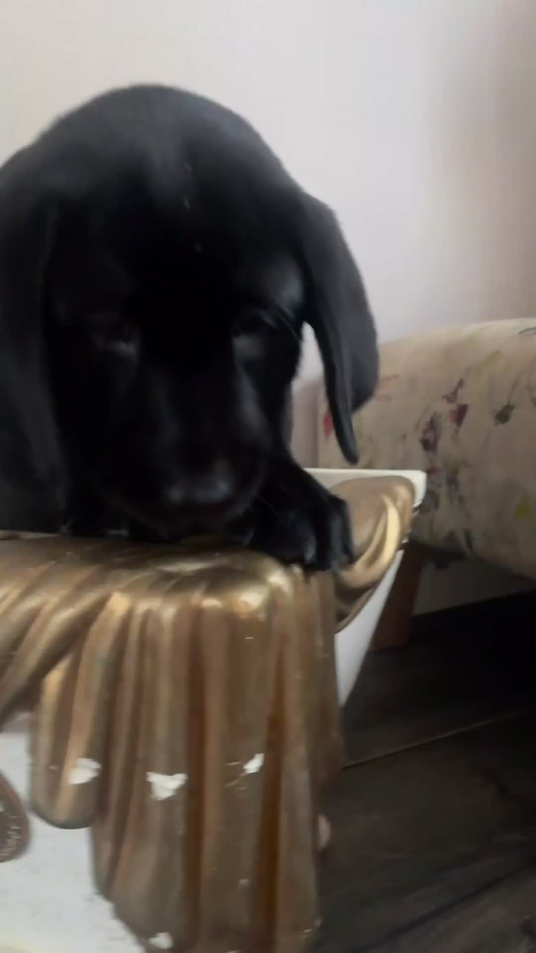 Labrador Retriever dogs for sale: 2 girls 1 boy left ready for their forever homes - Video 1