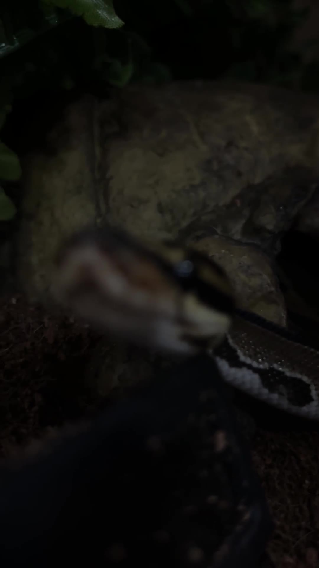 Python Snake reptiles for sale: 9 Month Ball Python - Video 1