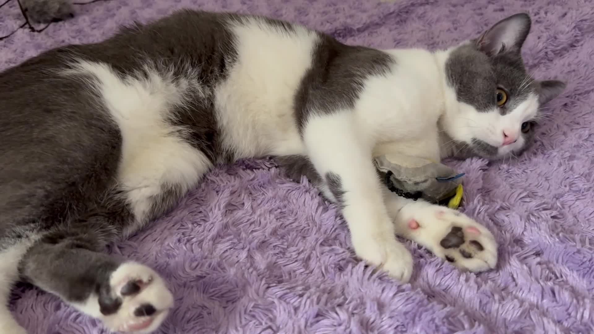 British Shorthair cats for sale: Seeking a loving Home for Kitty and Sassy - Video 1