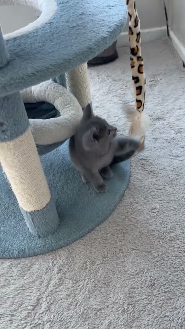Russian Blue cats for sale: 2 Magnificent pure bred Russian Blue Kittens - Video 1
