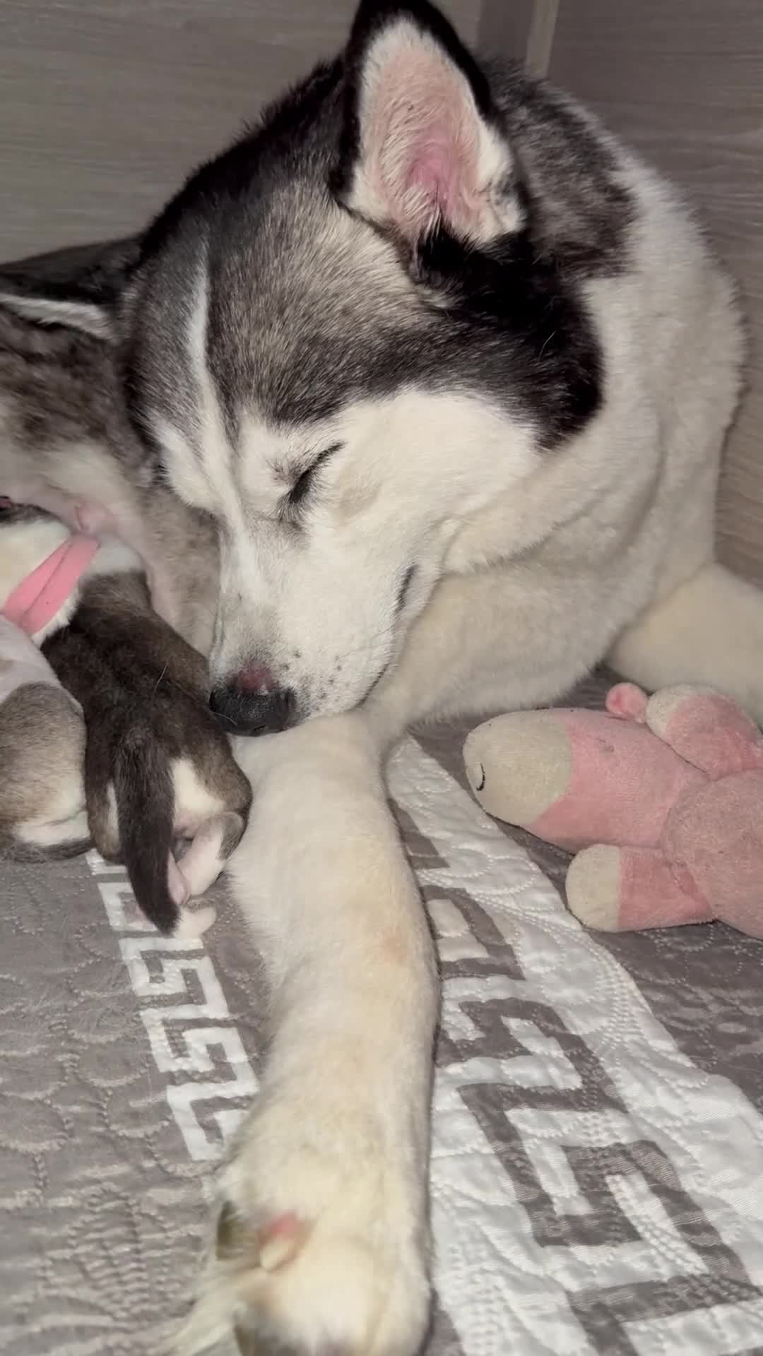 Siberian Husky dogs for sale: Beautiful Siberian Husky Puppies Ready to Reserve - Video 1