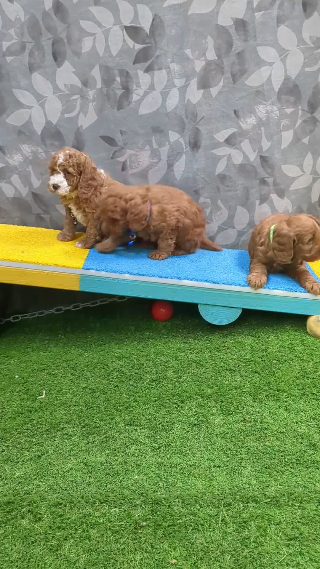 Cockapoo dogs for sale: 🐾 Stunning F1b Cockapoo Puppies. - Video 1