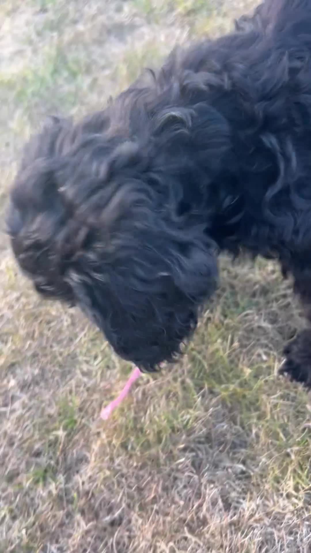 Cockapoo dogs for sale: Cockapoo puppies. 1 boy left, 1 girl, ready now. - Video 1