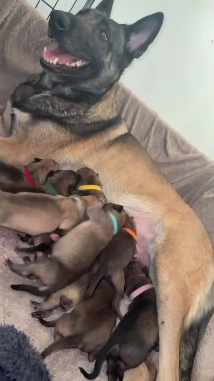 Belgian Shepherd Dog dogs for sale: Belgian malinois puppys. - Video 1