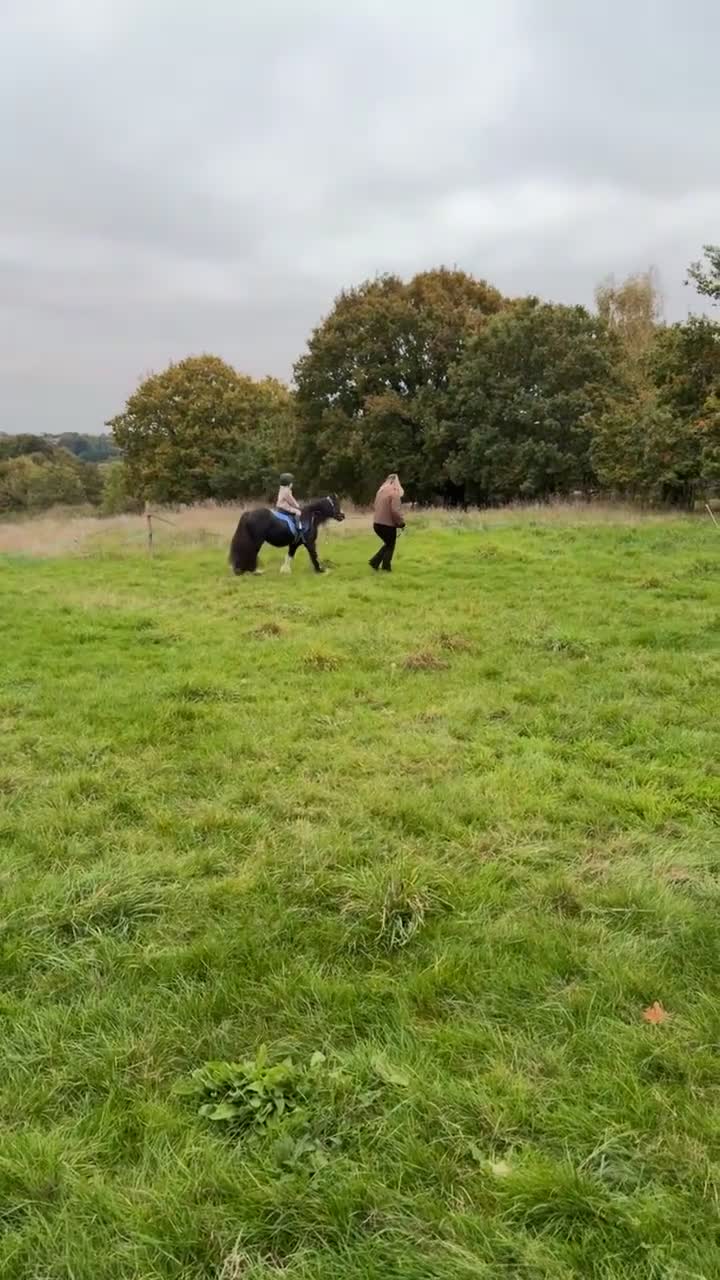 Irish Cob horses for sale: Mini Cob gelding in Southampton - Video 2