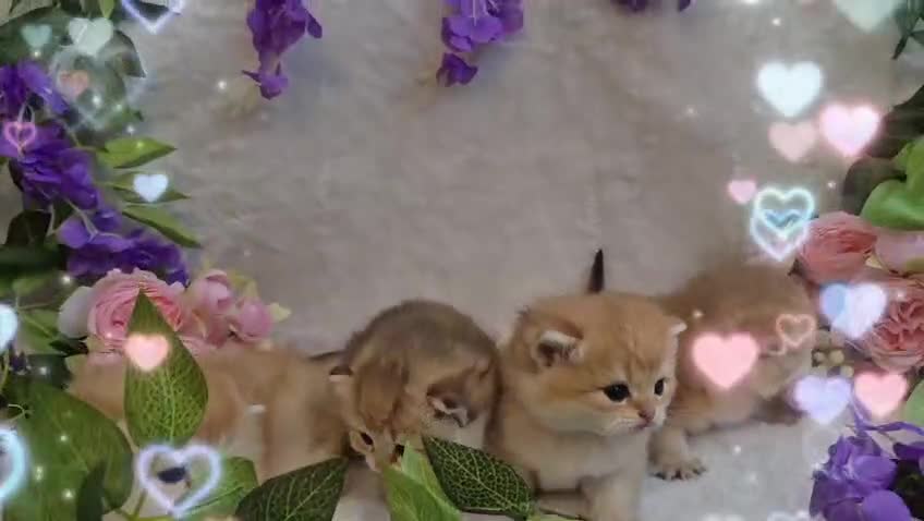 British Shorthair cats for sale: British Shorthair Golden Chinchilla Kittens - Video 1