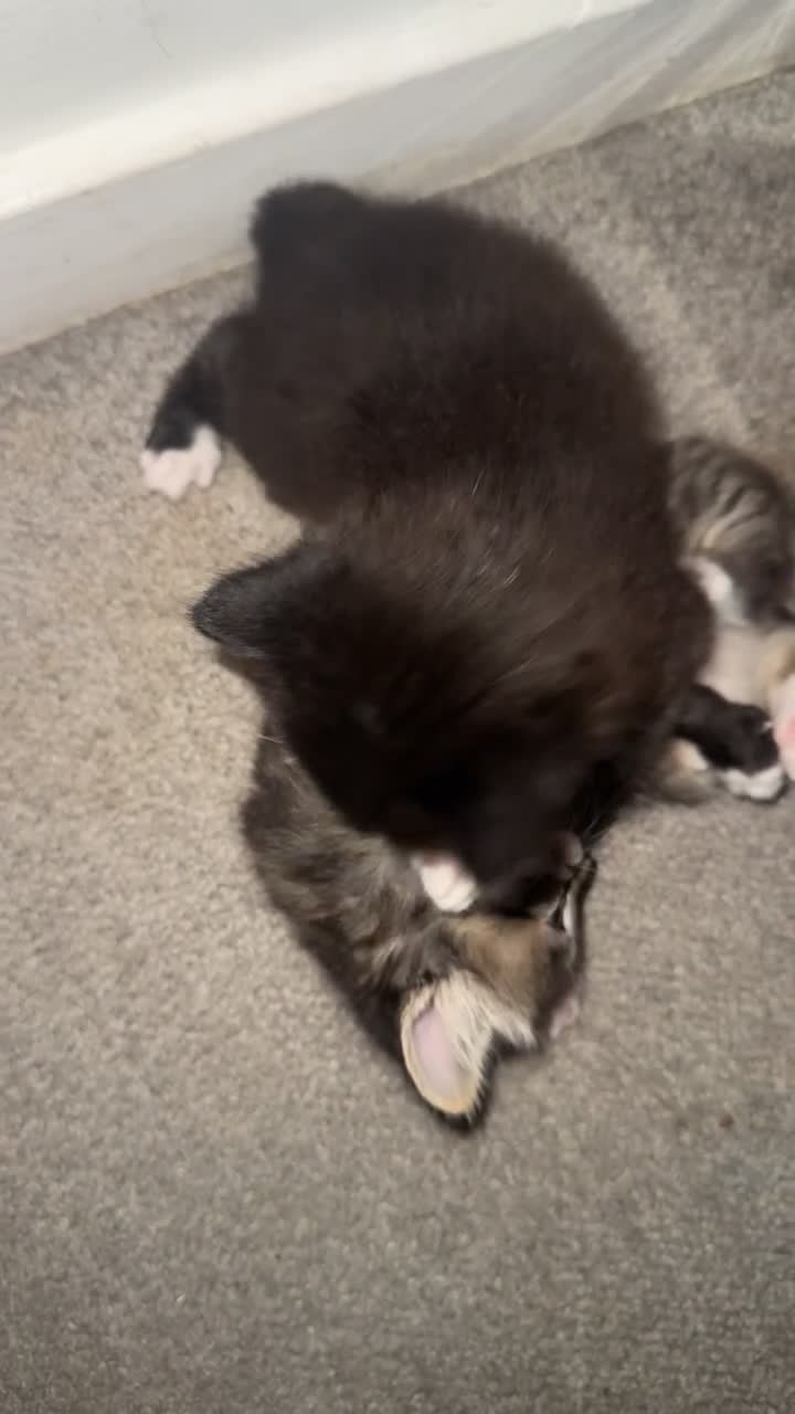 British Longhair cats for sale: Kittens for sale - Video 3