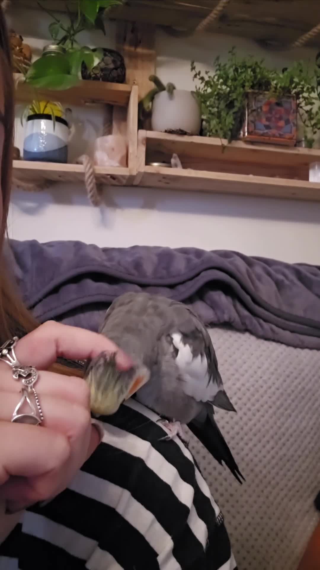 Cockatiels birds for sale: Pair of cockatiels - Video 1