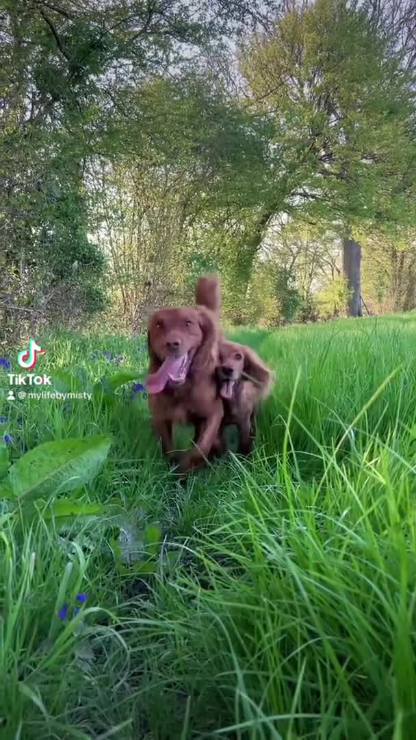Cocker Spaniel dogs for stud: KC Working Cocker Stud in Shipton-under-Wychwood - Video 1