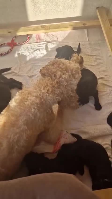 Goldendoodle dogs for sale: FB1 Goldendoodle pupies - Video 1