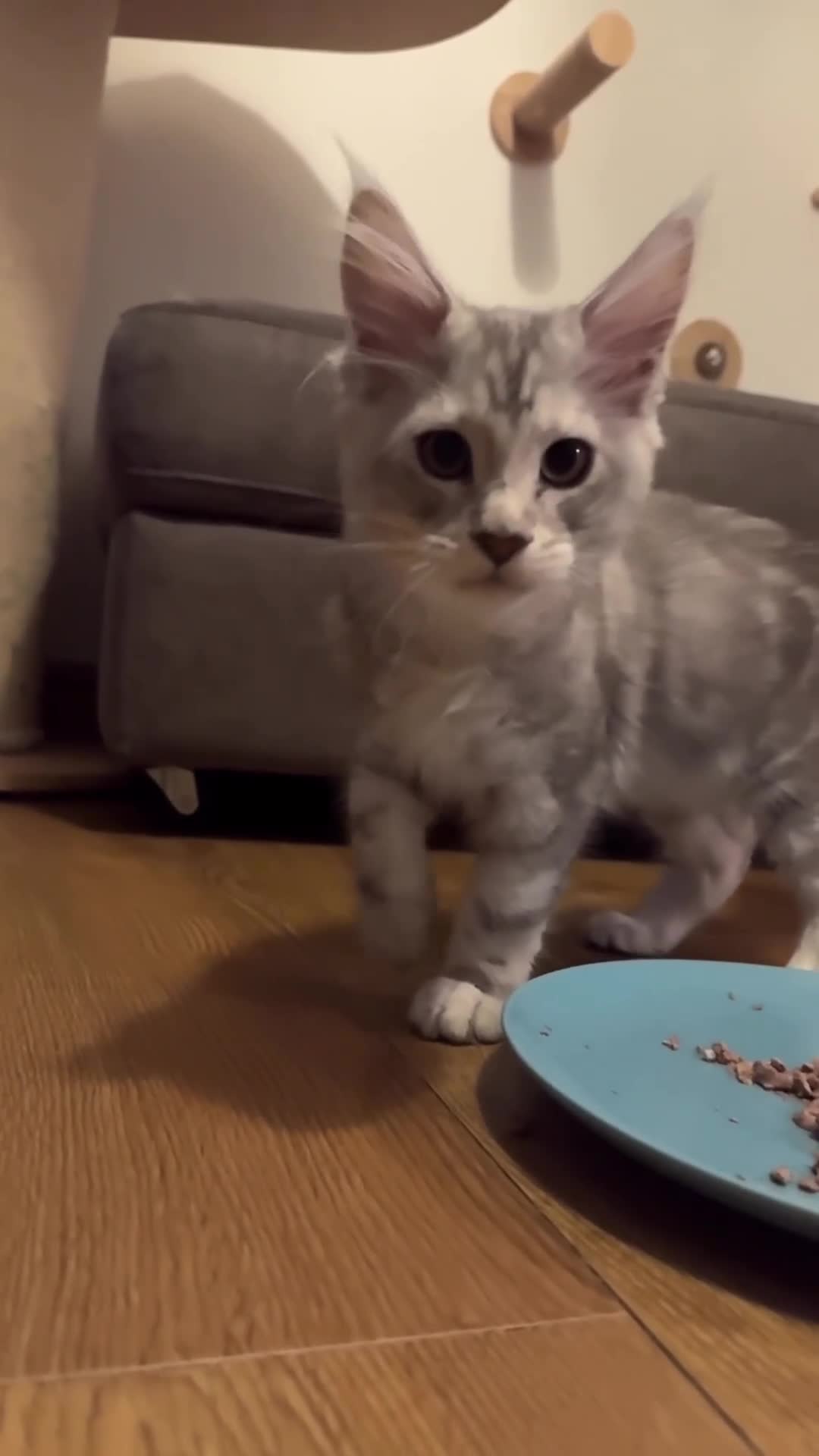 Maine Coon cats for sale: Two mainecoons kittens Sally and Harry silver - Video 1