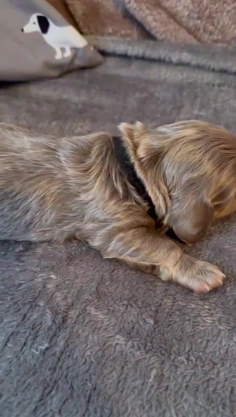 Miniature Dachshund dogs for stud: 🏆ISRI, CHAMPION STUD🏆 - Video 1