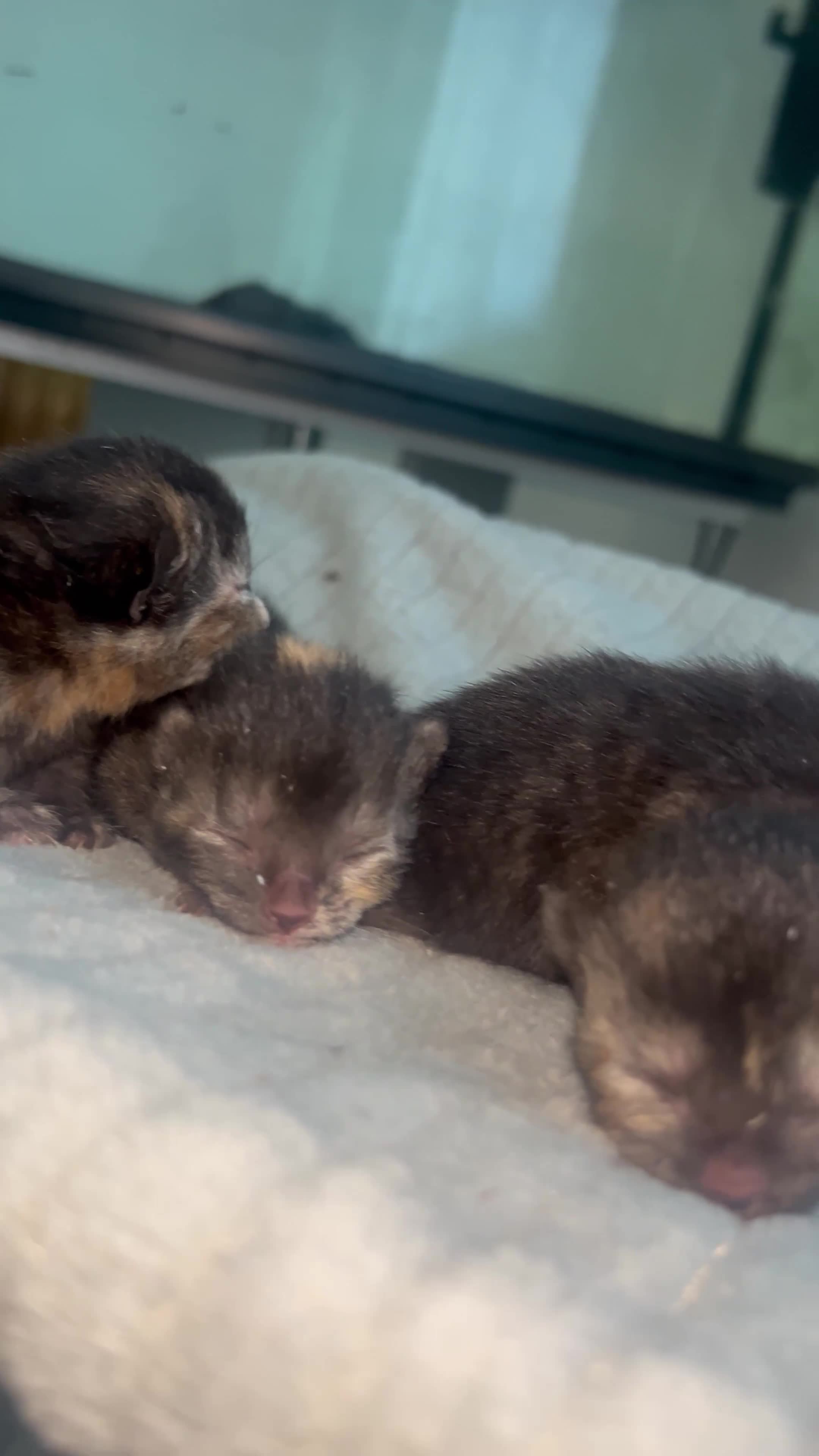 Mixed Breed cats for sale: 4 beautiful kittens  - Video 1