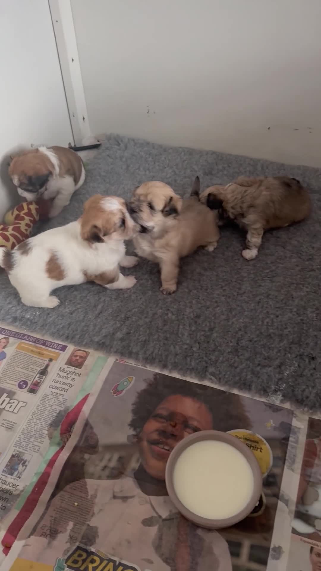 Mixed Breed dogs for sale: Absolutely gorgeous lhatese puppies - Video 1