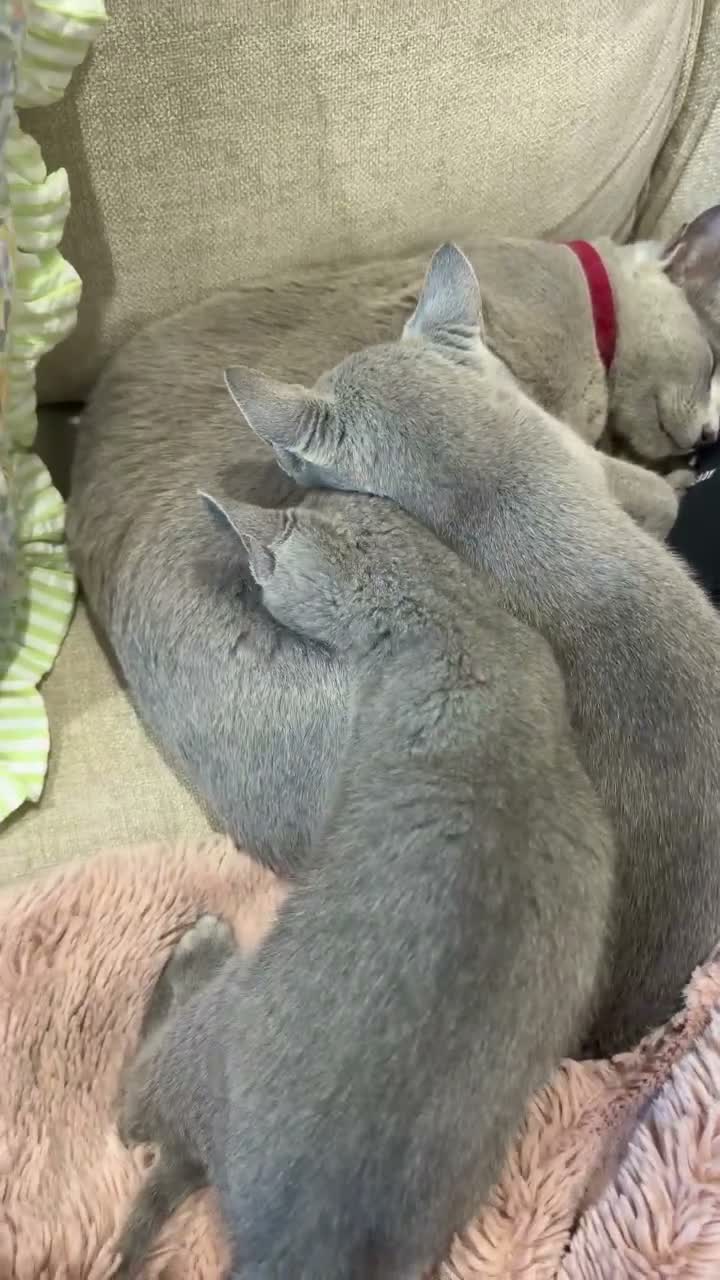 Russian Blue cats for sale: Gorgeous TICA Russian Blue Kittens - Video 2