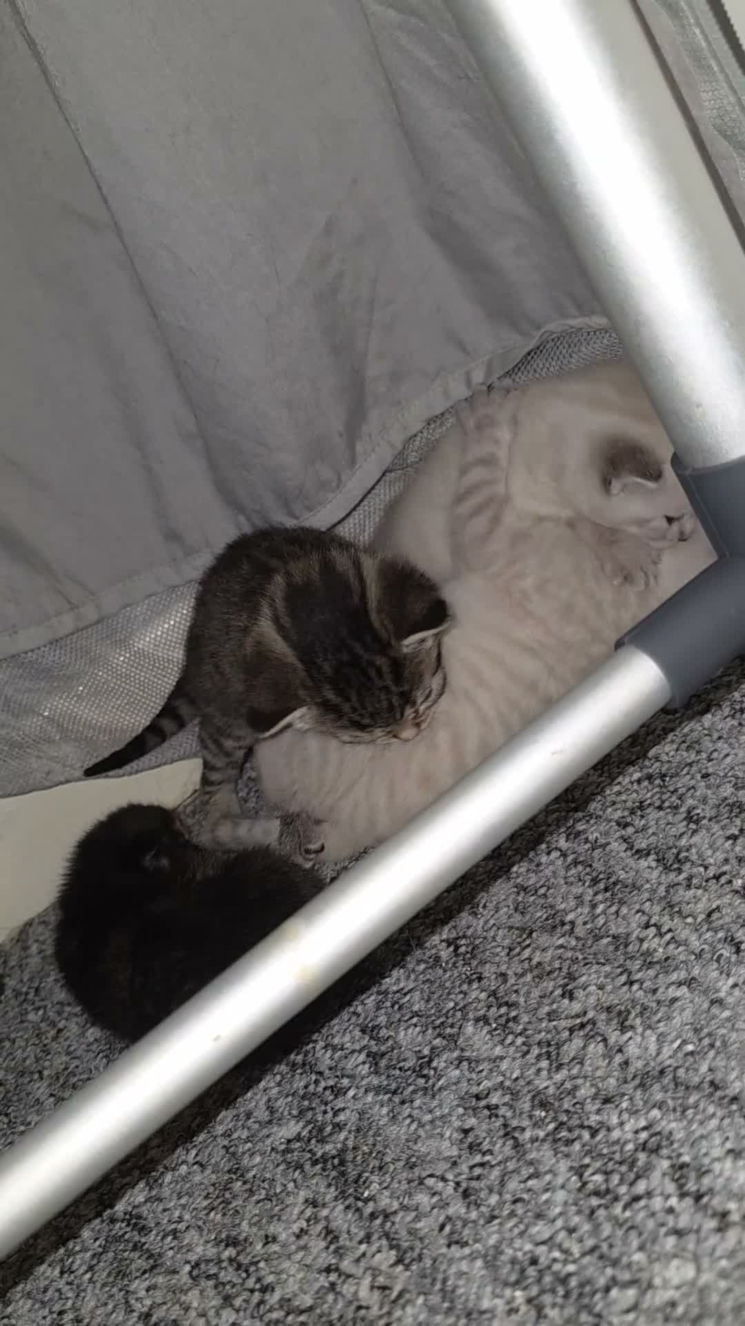 Domestic Shorthair cats for sale: 3 kittens available - ready 11th Oct - Video 1