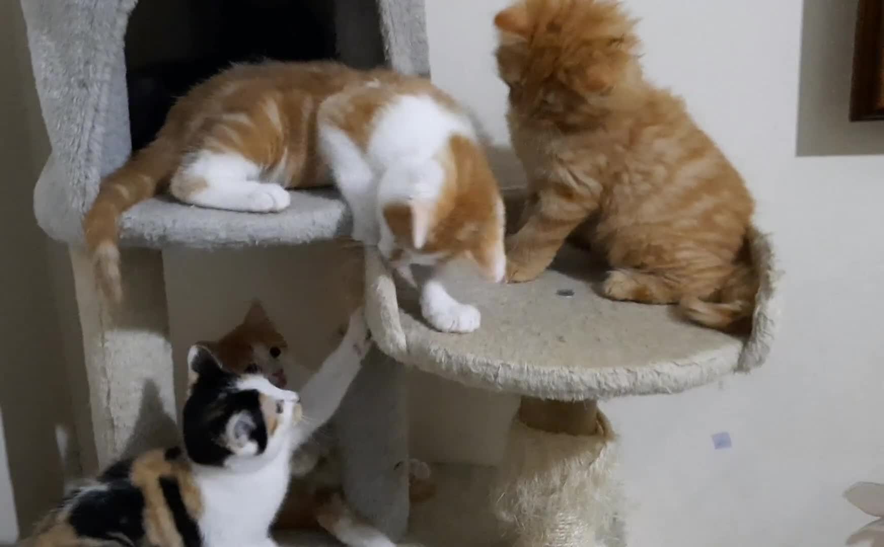 Domestic Shorthair cats for sale: Happy kittens ready to share love and joy  - Video 4