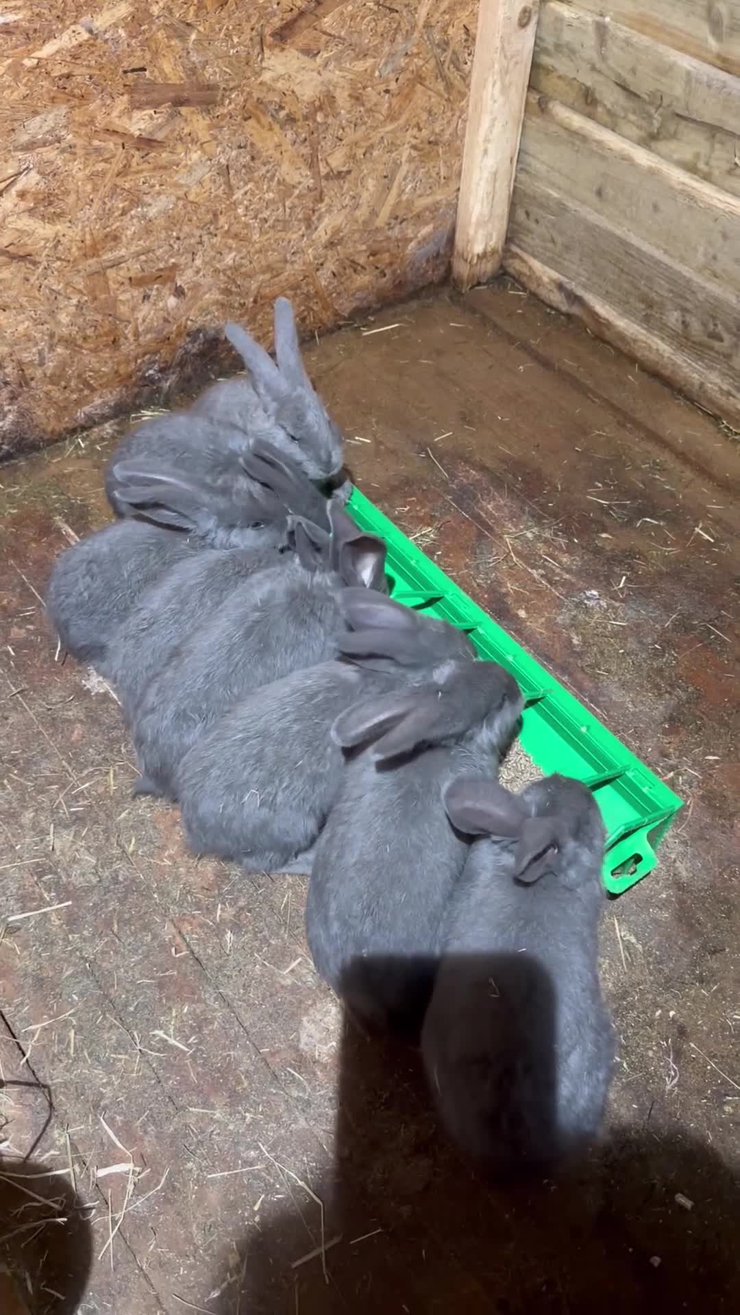 Continental Giant rabbits for sale: Giant continentals - Video 1