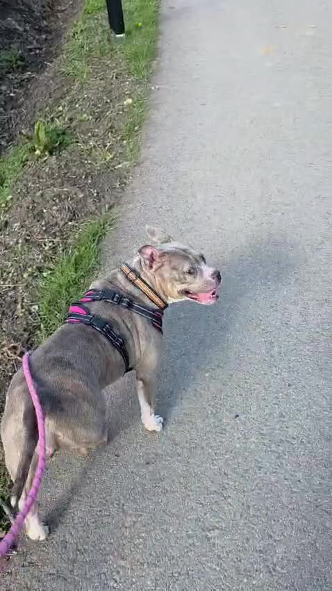 Mixed Breed dogs for sale: Maya - Staffy / Pocket Bully cross female in Wakefield - Video 1