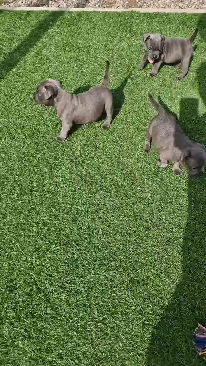 Staffordshire Bull Terrier dogs for sale: 2 female Blue Staffordshire Bull Terrier puppy KC - Video 1